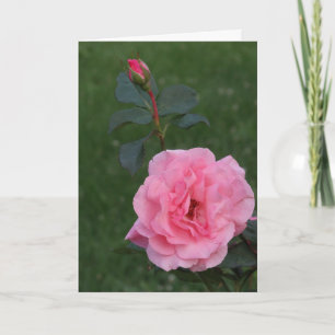 Rose, Merci pour cadeau et visite