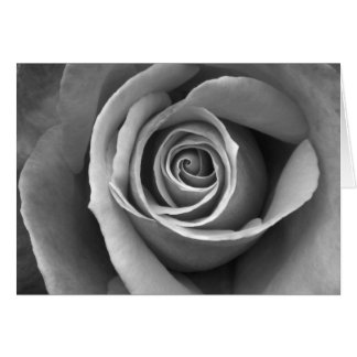 Rose noire et blanche