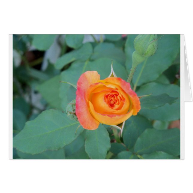 rose orange (Devant horizontal)
