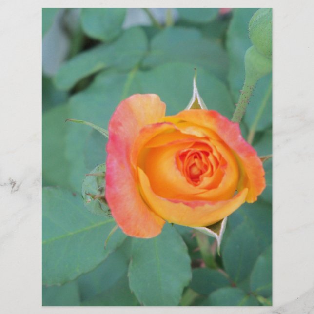 rose orange (Devant)