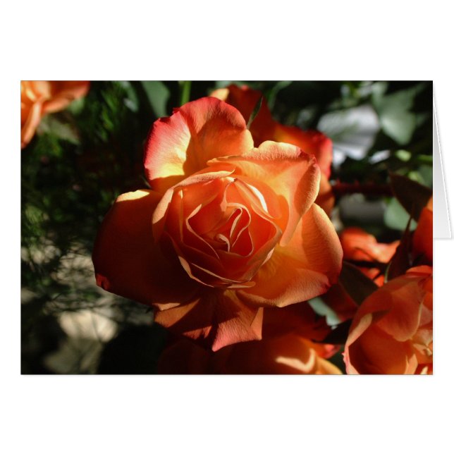 Rose orange (Devant horizontal)