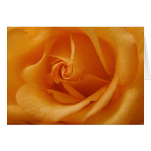 Rose orange clair