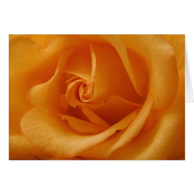 Rose orange clair (Devant horizontal)