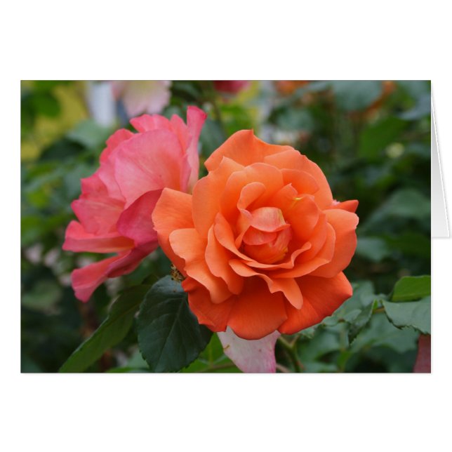 Rose orange et rose (Devant horizontal)