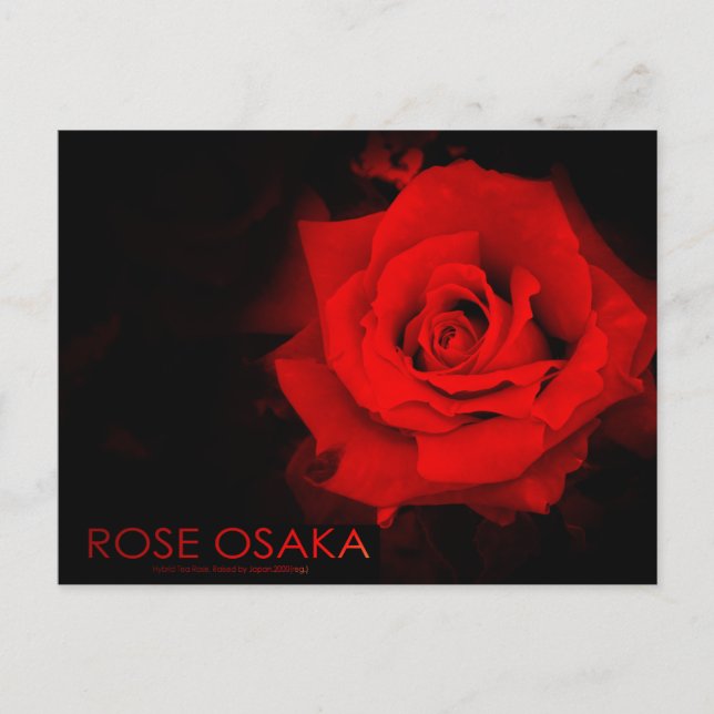 Rose Osaka : Carte postale (Devant)