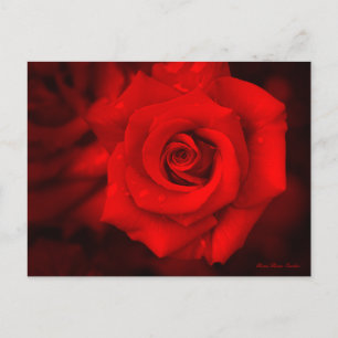 Rose Osaka : Carte postale