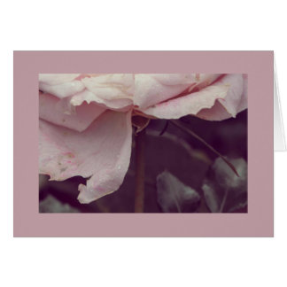 Rose pâle