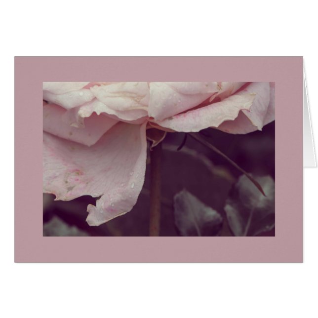 Rose pâle (Devant horizontal)