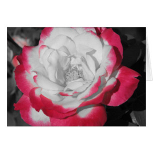Rose parfait