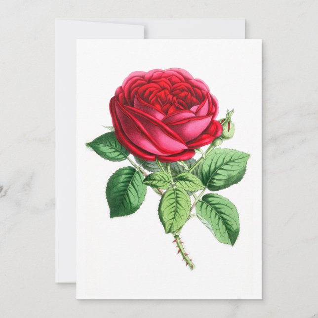 Rose permanent hybride - Napoléon III (Devant)