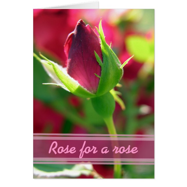 Rose pour un bourgeon rouge rose (Devant)