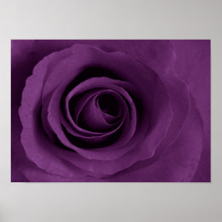 rose pourpre d'Etsy Poster