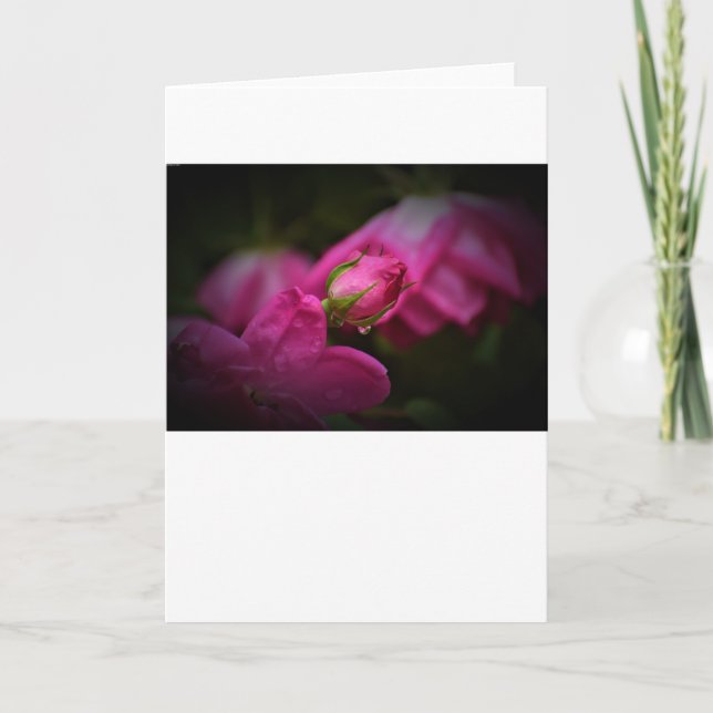 Rose & Raindrops, carte (Devant)