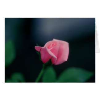 rose rose