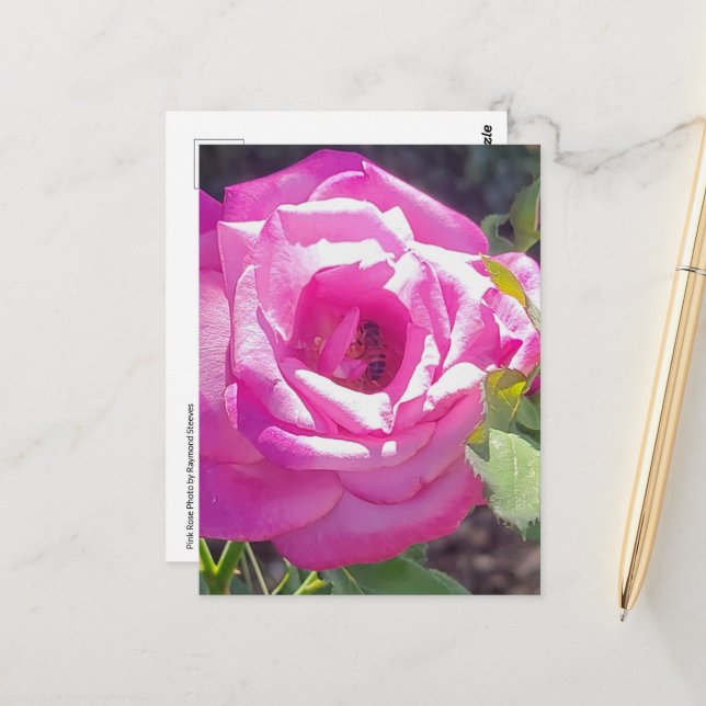 Rose rose avec une carte postale d'abeille (Devant/Arrière en situation)
