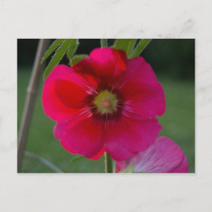 Rose rose de Sharon Carte postale