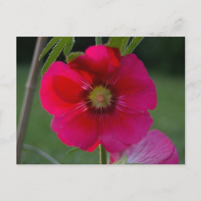 Rose rose de Sharon Carte postale (Devant)