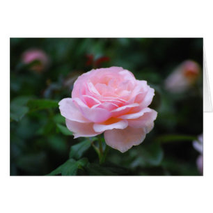 Rose rose délicate
