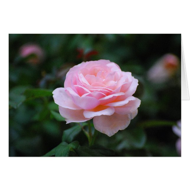 Rose rose délicate (Devant horizontal)