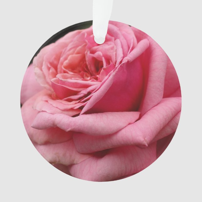 Rose rose I Jolie photo florale (devant)