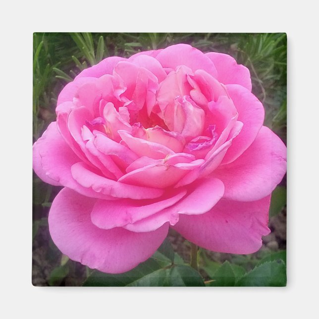 Rose rose 'Léonard de Vinci'  Magnet (Devant)