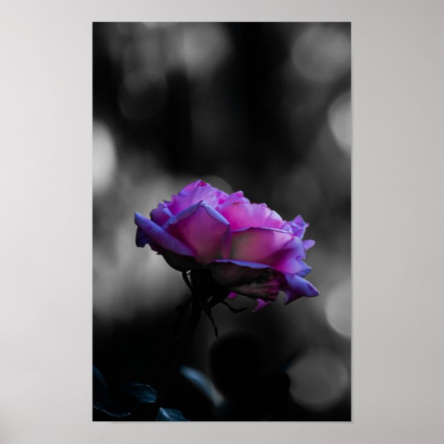 Rose Rose Néon sur Affiche Bokeh Noir et Blanc (Devant)