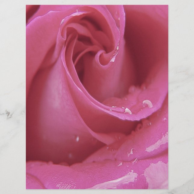 Rose rose rose (Devant)
