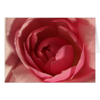 Rose rose rose