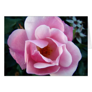 Rose rose rose