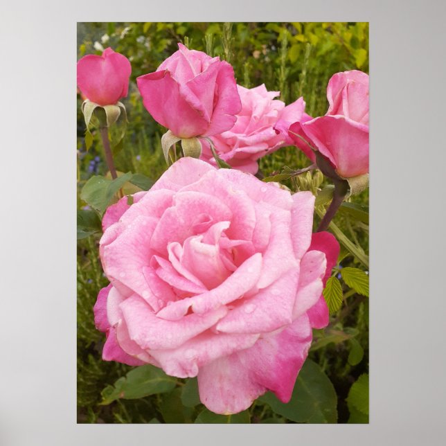 Rose rose Rose Floral Flower Poster (Devant)