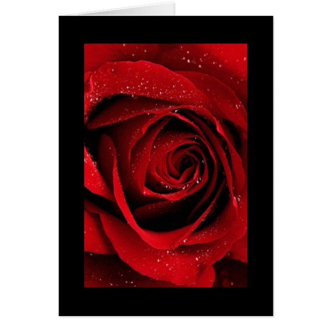 Rose rouge (Devant)