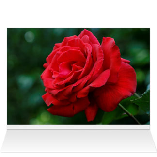 Rose rouge