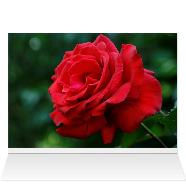 Rose rouge (Intérieur Horizontal (haut))