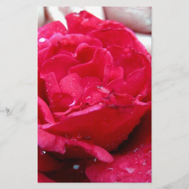 Rose rouge (Devant)