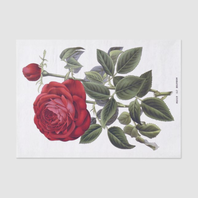 Rose rouge 10" floral X 15" papier de soie de soie (Recto)