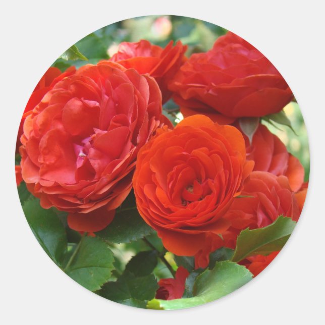ROSE Rouge Belle Rose Fleurs autocollants (Devant)
