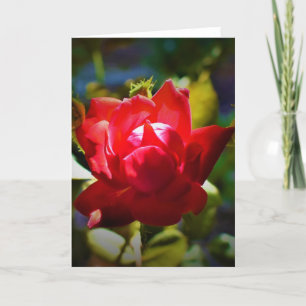 Rose rouge, carte