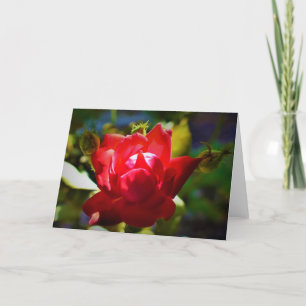 Rose rouge, carte