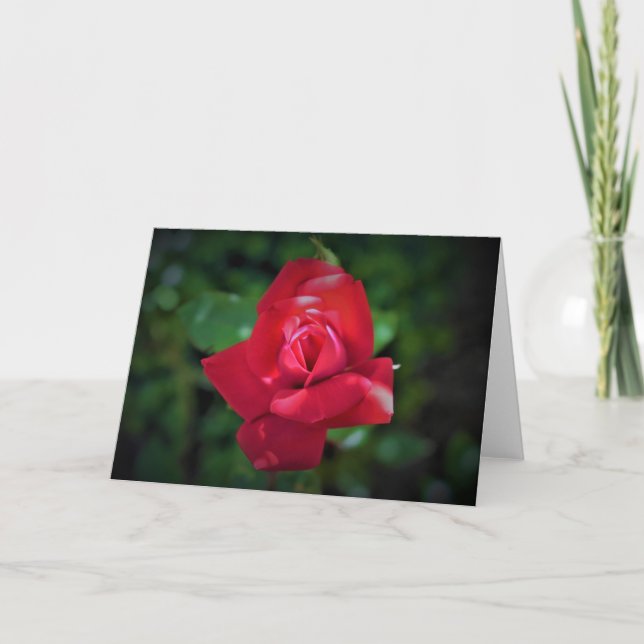 Rose rouge, carte (Devant)