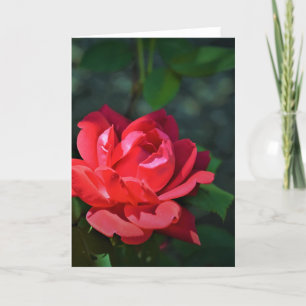 Rose rouge, carte