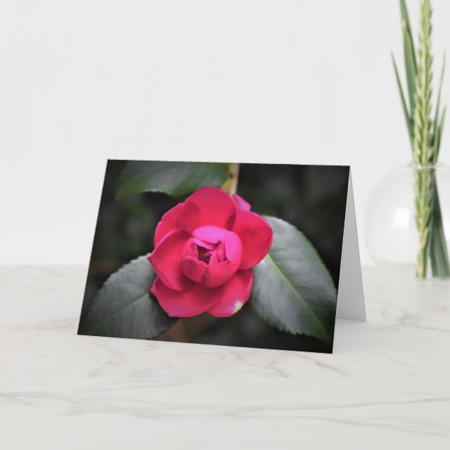 Rose rouge, carte (Devant)