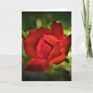 Rose rouge, carte