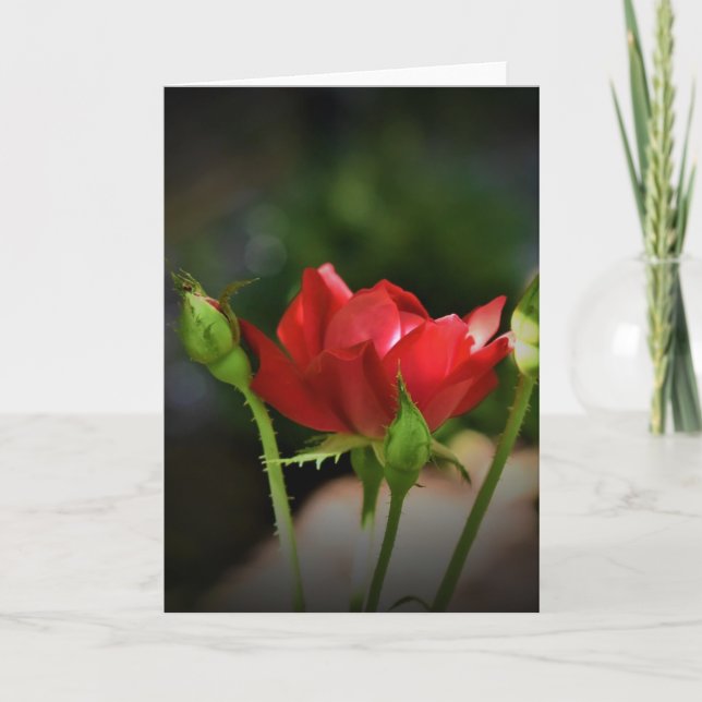Rose rouge, carte (Devant)