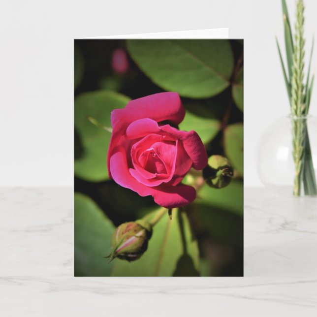 Rose rouge, carte (Devant)