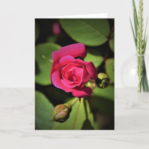 Rose rouge, carte