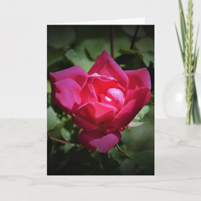 Rose rouge, carte (Devant)