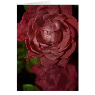 Rose rouge craquée par Shirley Taylor