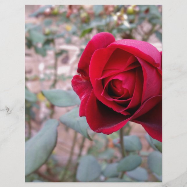 Rose rouge d'automne (Devant)