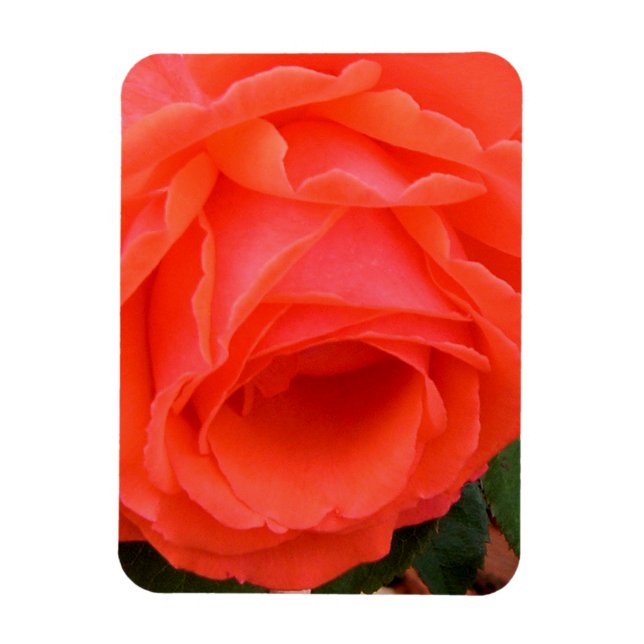 Rose rouge de l'été - Magnet (Vertical)