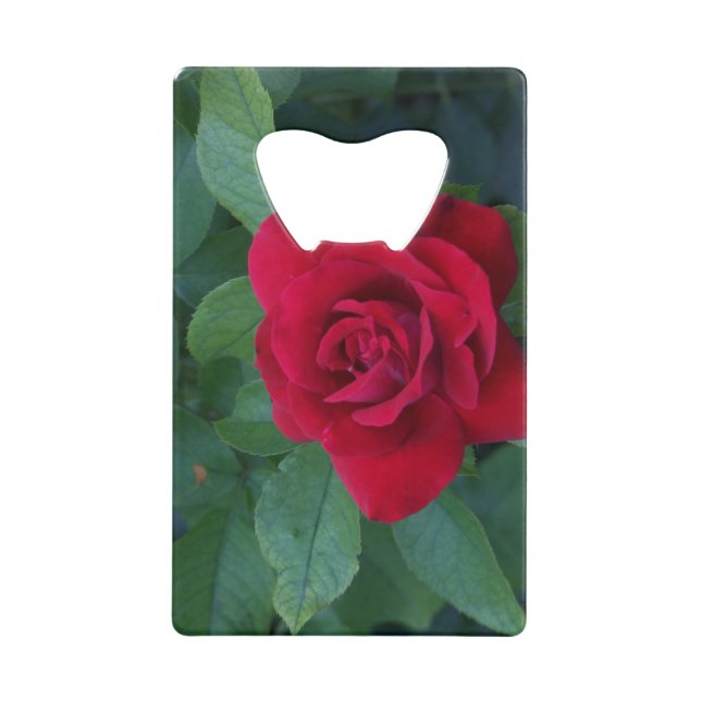 Rose rouge de près (Devant)